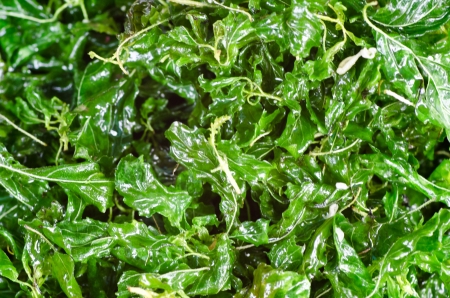 Thai food, deep fried  basil leafの写真素材