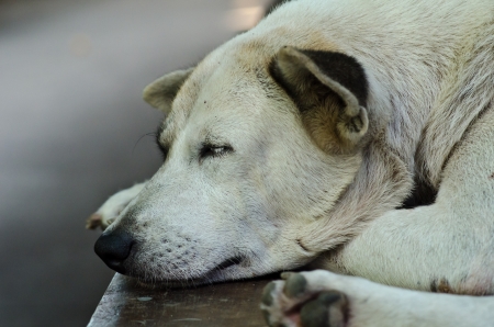 Sleeping street dogの写真素材