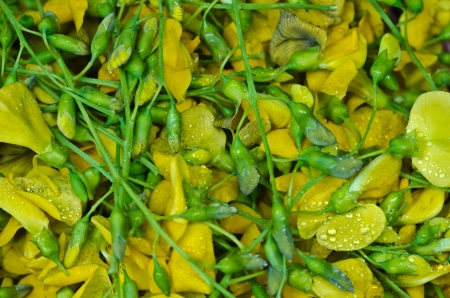 Sesbania flower textureの写真素材