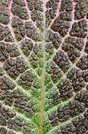 Green leaf texureの写真素材