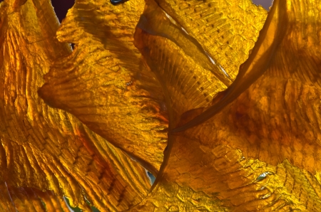 Dried sweet fishの写真素材