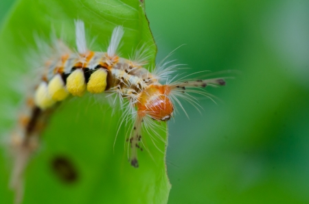 Green worm with leavesの写真素材