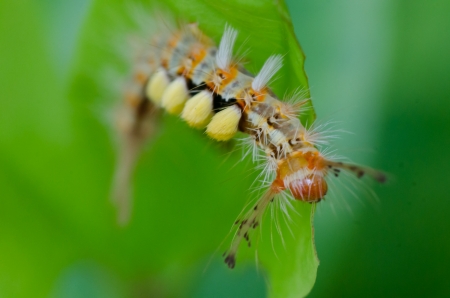 Green worm with leavesの写真素材
