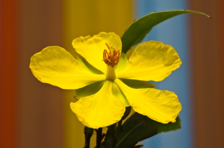 A yellow flower close upの写真素材