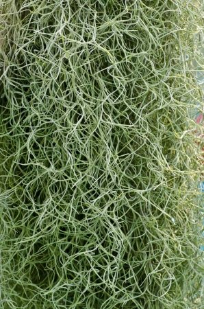 Green leaf texureの写真素材