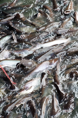 Farmed catfish feedingの写真素材