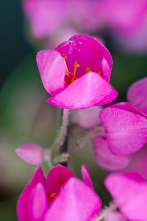 The pink flower close upの写真素材