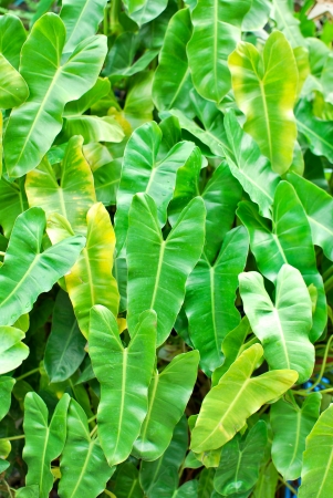 Green leaf texureの写真素材