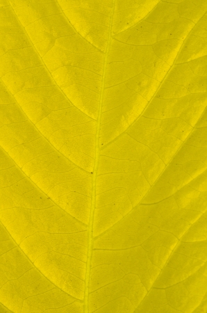 Yellow leaf  Lettuce tree  textureの写真素材