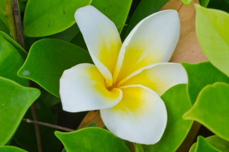 Frangipani, Plumeria, Templetree flower on green leafの写真素材
