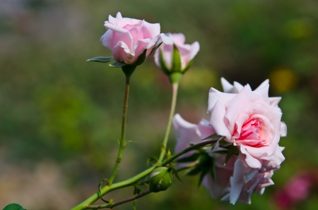 A beautiful fully grown pink roseの写真素材