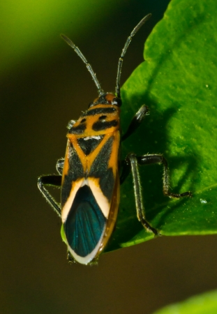 Bug marcro photoの写真素材