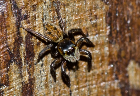 Spider marcro photoの写真素材