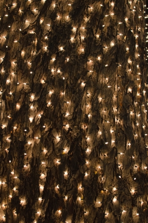 The light bokehの写真素材