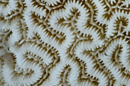sea coral close upの写真素材