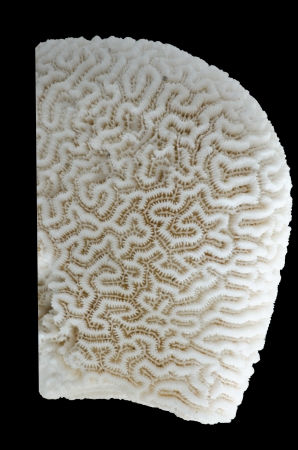 white coral isolated on black backgroundの写真素材