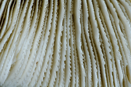 sea coral close upの写真素材