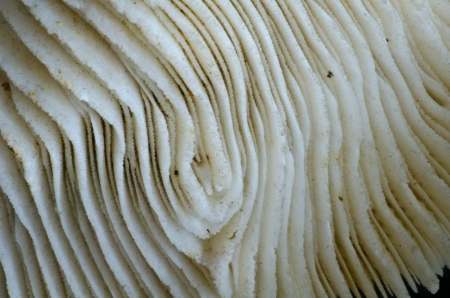 sea coral close upの写真素材