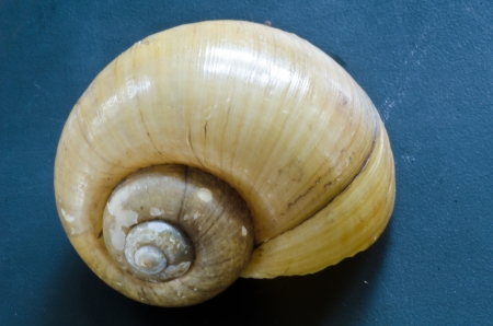 Emtry Shell of Yellow Apple Snailの写真素材