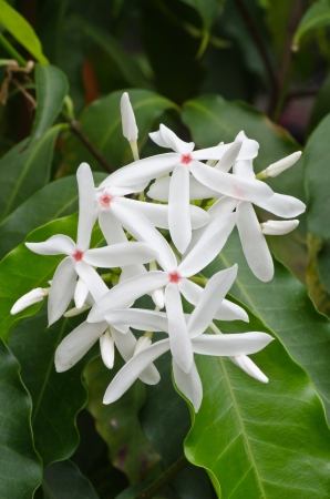 A group of white ixora flowerの写真素材
