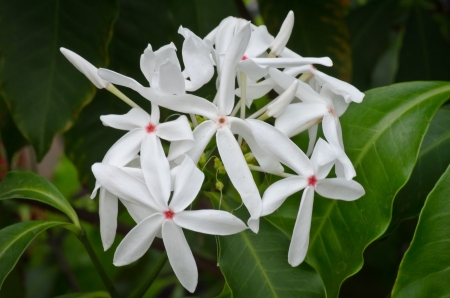 A group of white ixora flowerの写真素材