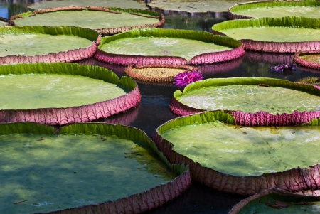 Victoria water lilyの写真素材