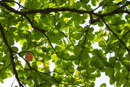 Green leaf texureの写真素材