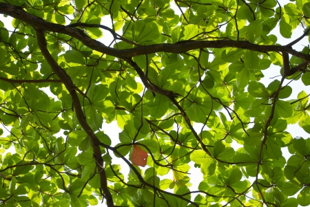 Green leaf texureの写真素材