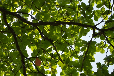 Green leaf texureの写真素材