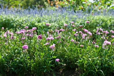 The pink flower fieldの写真素材