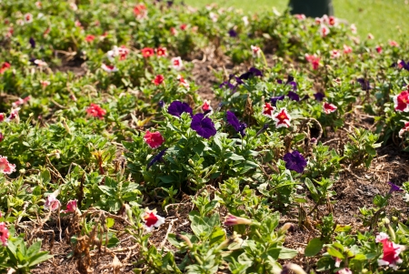 The purple flower in a fieldの写真素材