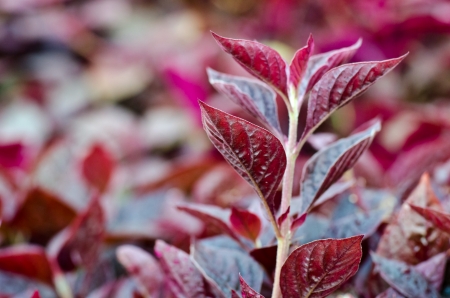The small red tree textureの写真素材