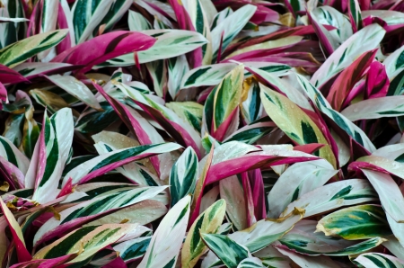 Colorful leaf textureの写真素材