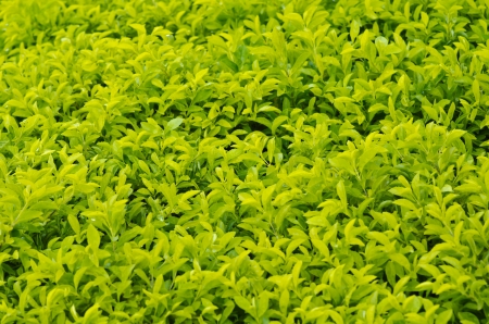 Green leaf texureの写真素材