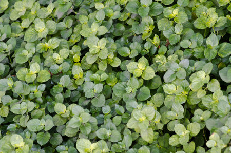 Green leaf texure