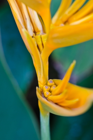 A bird of paradise flower close upの写真素材