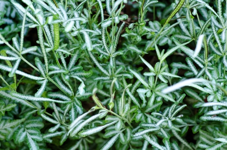 Green leaf texureの写真素材