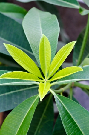 Green leaf texureの写真素材