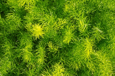 Green leaf texureの写真素材