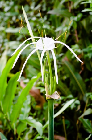 Small white flowersの写真素材