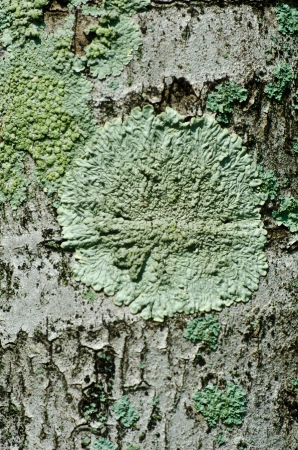 The moss close upの写真素材