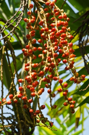 The red seed palmの写真素材