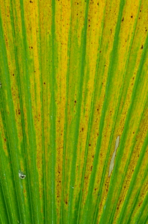 Green palm leaf texureの写真素材
