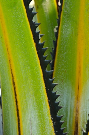 Green palm branch close upの写真素材