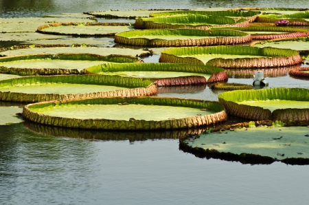 Victoria water lilyの写真素材