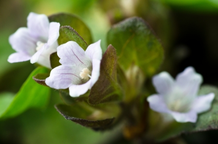 The small white flowers close upの写真素材