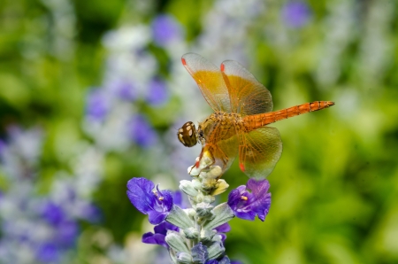 Orange dragon fly macro photoの写真素材