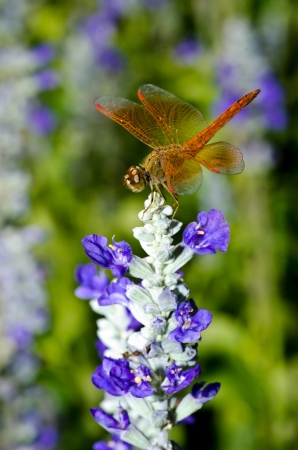 Orange dragon fly macro photoの写真素材