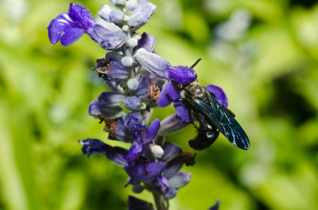 Bee on perple flower macro photographの写真素材