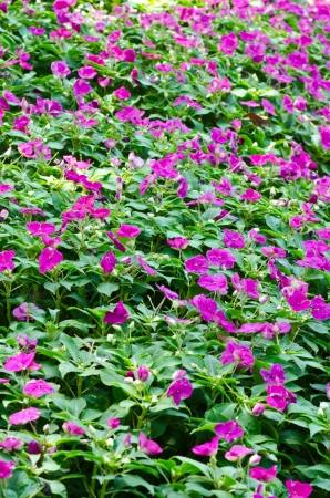 The pink flower in a fieldの写真素材